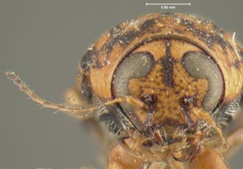 Media type: image;   Entomology 24962 Aspect: head frontal view